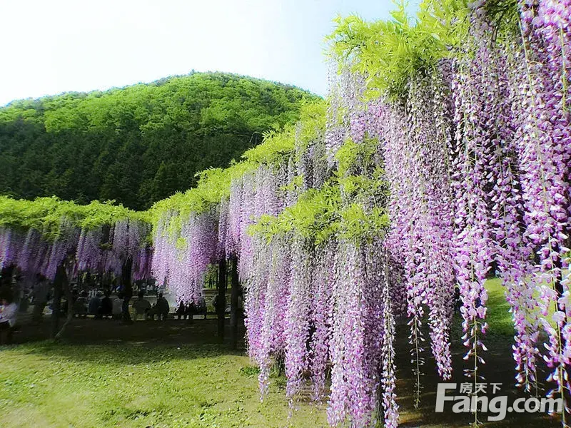 紫藤花开——2015嘉定紫藤园随拍