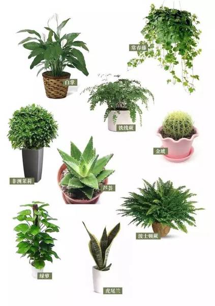 家里养什么植物,家里植物摆放